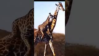 Beauty of wildlife Tanzania national animal GIRAFFE animals zoo wildlife [upl. by Nerita]