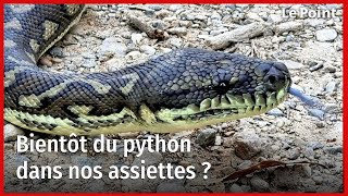 Bientôt du python dans nos assiettes [upl. by Terena]