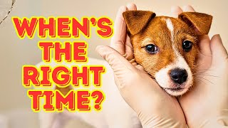 When to Spay or Neuter Your Dog The Best Time for Maximum Health Benefits [upl. by Hibbitts]