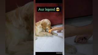 Normal kids🤩 vs legends😎 youtubeshortsdoglover goldenretievertag viralshorts statustrending [upl. by Ferro543]