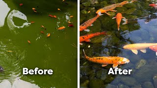 How to Clear amp Prevent Green Water in Ponds [upl. by Anigriv717]