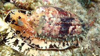 Conus geographus  Geography Cone  Географический конус  Most dangerous mollusk [upl. by Balas]