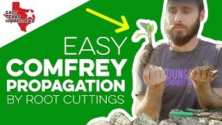 Learn Easy Comfrey Propagation by Root Cuttings  How to Grow Comfrey Cuttings [upl. by Oneal]