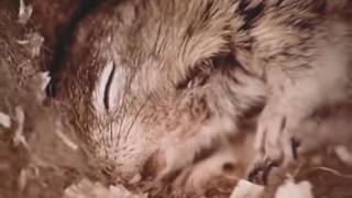 Best Documentaries  Investigating Hibernation 1972  Amazing Rare Film [upl. by Vance]