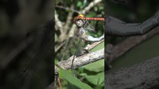 Top Surprising Dragonfly Behaviors You Wont Believe [upl. by Ymled]