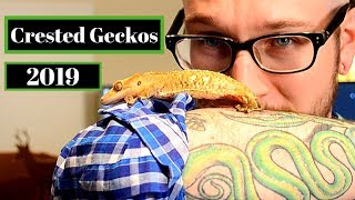 Crested Gecko Complete Care Guide [upl. by Maretz]