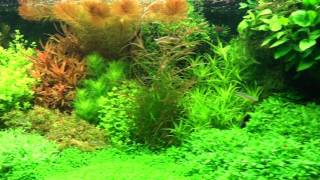 Top Dutch Planted Aquarium of Alain Debeer [upl. by Mattah981]