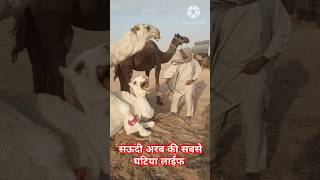 सऊदी अरब की सबसे घटिया लाईफ  camel farming vlog shortsfeed ytshorts sad life [upl. by Htiduj138]