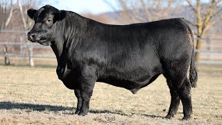 Lot 10 BRU22T102 Hillview Angus 2024 [upl. by Hezekiah]