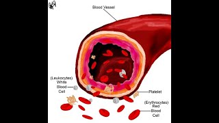 Blood Physiology Introduction about the blood amp Plasma protein شرح فسيولوجي الدم و البلازما بروتين [upl. by Aitak972]