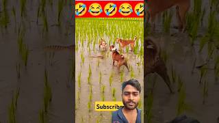 Dog comedy funny comedy dog animals doglover memes snake lebradogs dogs freefire shorts [upl. by Anaj]