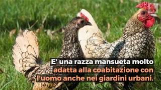 Sebright gallina ornamentale bantam graziosa e socievole [upl. by Rafa]