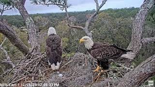 1226  NEFL Eagle Nest  Gabby amp Beau  Learning Together [upl. by Olrac270]