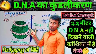 Neet biology  DNA ka packaging  packaging of DNA helix  class 12th jivvigyan one shot English [upl. by Drofla]