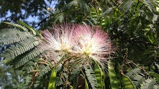 How to Harvest Mimosa Seeds [upl. by Manning]