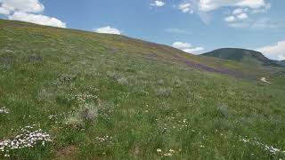 Crested Butte Wildflowers [upl. by Veal]