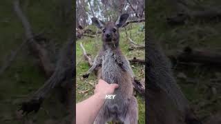 The FUNNIEST Kangaroo Encounter EVER [upl. by Anileva]