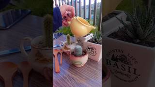 How To Water Your Succulents succulents wateringplants houseplants [upl. by Darcia]