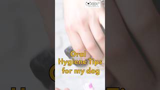 Here are some oral hygiene tips for your dog [upl. by Aicaca735]