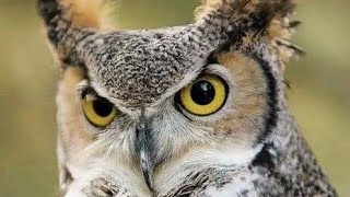 UN HIBOU AU STADE DE KÉGUÉ🦉 [upl. by Crescin268]