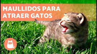 SONIDOS para que tu GATO VENGA 📣🐈 Maullidos para ATRAER a tu GATO cuando se ESCONDA [upl. by Harli696]