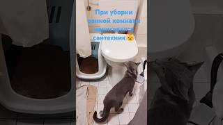 Сантехника вызывали😃 russianbluecats сантехника уборкаквартиры cutecats кот catlover [upl. by Akilat781]