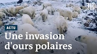 Des ours polaires « envahissent » des villes pour se nourrir [upl. by Llenrep]