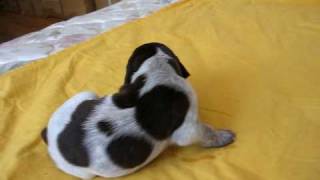 German Shorthaired Pointer Puppy 2 weeks old First steps [upl. by Lodge]