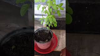 🤔Gamle se mitti badh jaati hai to kya Karen gardening ideas terracegarde tulsi youtubeshorts [upl. by Russon]