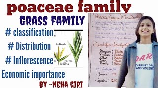 poaceaeGramineaeGrass Family class 11th 12th Bsc  Msc  economic importance by neha giri [upl. by Grevera210]