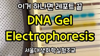 How to DNA Gel Electrophoresis  Agarose gel  DNA 전기영동법  서울대 생화학 실험 조교의 실험강의 [upl. by Harmonie]