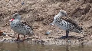 Cape teal Anas capensis at Safarihoek  Namibia  africamcom [upl. by Tremann]