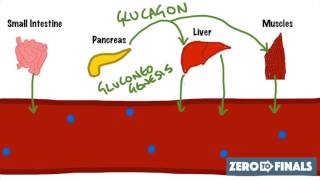 Blood Glucose Regulation and Diabetes [upl. by Nalani]