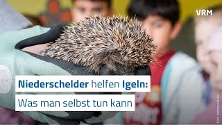 Niederschelder helfen Igeln – was man selbst tun kann [upl. by Gershon825]