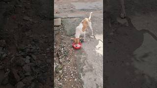 Real love 🐕💓help street dog food love animals shorts youtube [upl. by Rogovy]