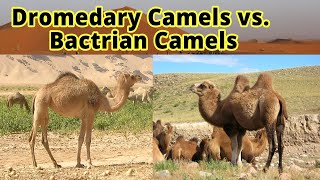 Dromedary Camels vs Bactrian Camels How to Distinguish Them [upl. by Refinneg]