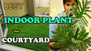 Best Indoor Plants for Courtyard I Philodendron selloum care watering propagation full information [upl. by Noislla]