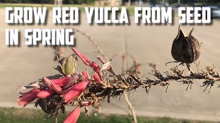 Grow Red Yucca from Seed in Spring [upl. by Ternan]