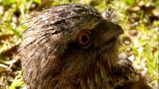 Tawny Frogmouth Podargus strigoides  Eulenschwalm 2 [upl. by Nivla911]