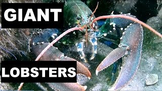 GIANT LOBSTERS [upl. by Annot]