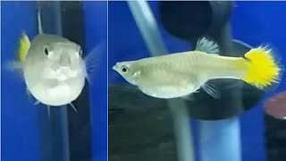 Is my guppy female pregnant or has dropsy how to identify and treat dropsy disease in aquarium fish [upl. by Calise]