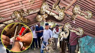 गुड्डू मौर्या को सांप ने काटा Russells Viper को Python समझने की कर बैठे भूल  6 अजगरों में 1Viper [upl. by Berkeley]