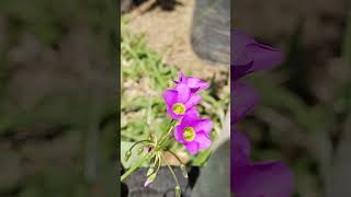 Oxalis latifolia Kunth shorts plantasyflores flowers plants nature [upl. by Albert]