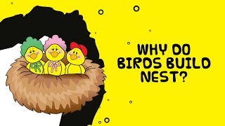 Why do birds build nests General Knowledge for Kids [upl. by Arahc]