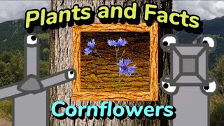 Plants and Facts  S01E15  Cornflowers [upl. by Stoller937]