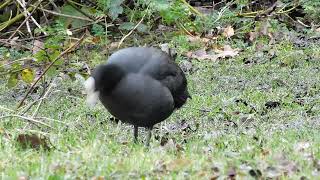 Coot in the Grass [upl. by Katherina640]