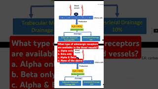 What type of adrenergic receptors are available in the blood vessels [upl. by Nomra287]