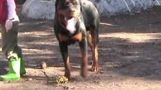 Diesel Vom Flood  German Rottweiler Stud  Atlantahaus Rottweilers  Rottweiler Puppies [upl. by Ramed284]