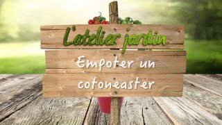 Comment cultiver le cotoneaster [upl. by Ruby]