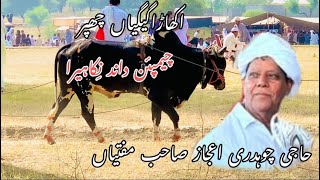 Champion Dand Chota heera ہیرا  owner Haji Ch ijaz Sab Muftiya [upl. by Nivets]